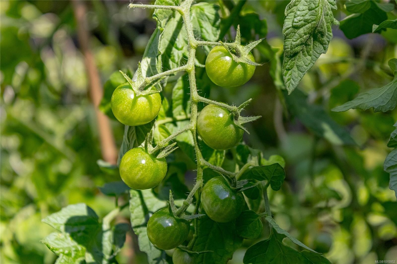 10821 Chemainus Rd, Saltair, BC