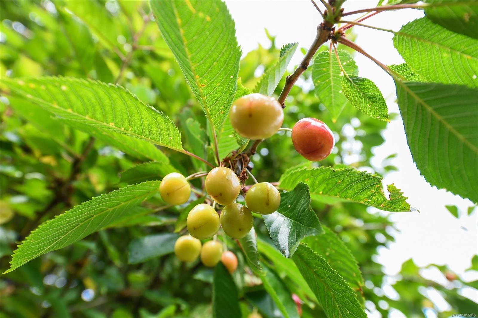 4740 Island Hwy North, Courtenay, BC