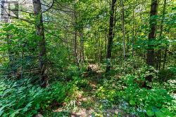 Trails to the back on the property -