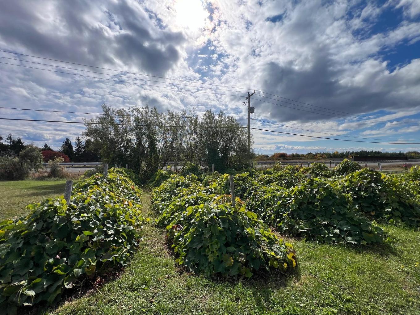 Backyard - 499 Route Cox, Bonaventure, QC - Outdoor With View