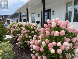 Stunning Summer Blooms -