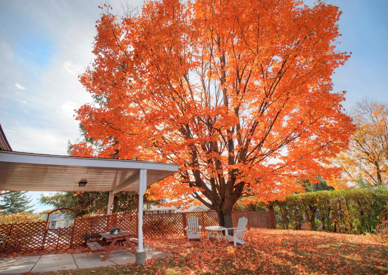 Cour - 539 Rue Tyler, Gatineau (Aylmer), QC - Outdoor