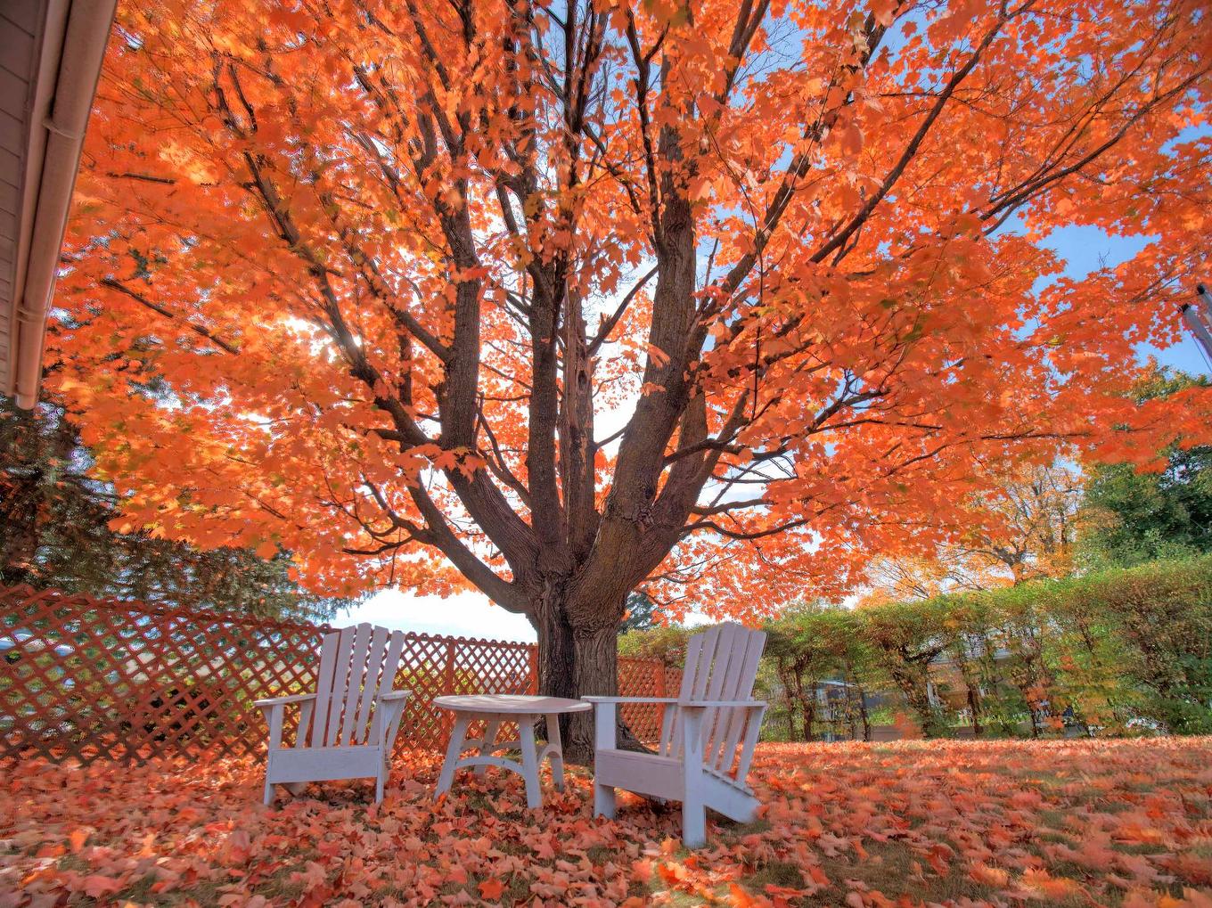 Cour - 539 Rue Tyler, Gatineau (Aylmer), QC - Outdoor