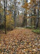 Driveway Roughed in From Year Round Road -