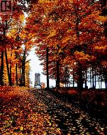 Fall Colours at Bigwin Condos -