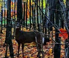 Lots of deer on the Island. -