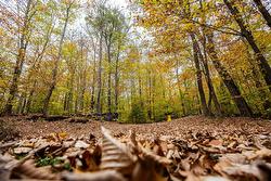 Wooded area -