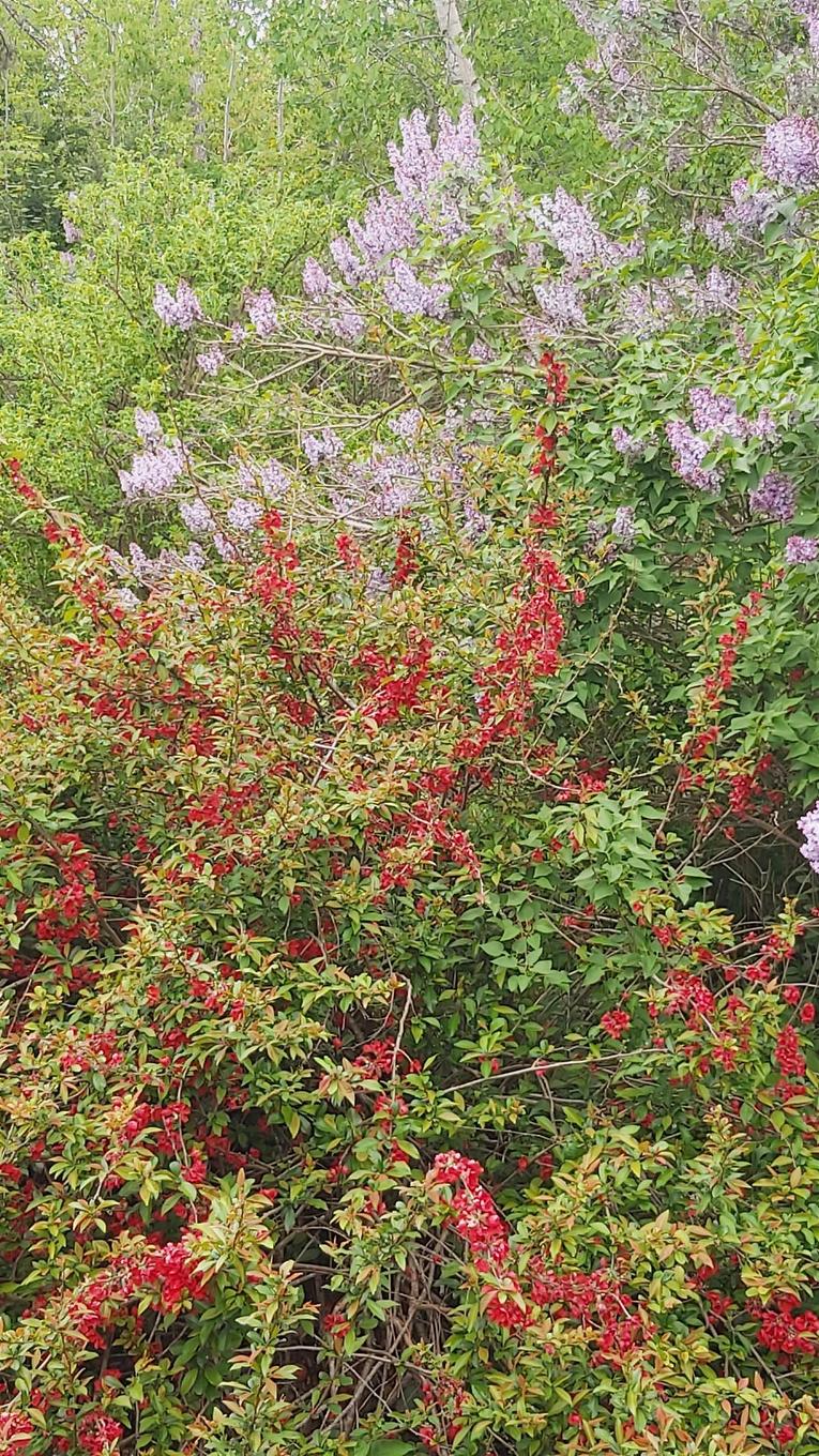 624 Salem Cross Road, Macphees Corner, NS