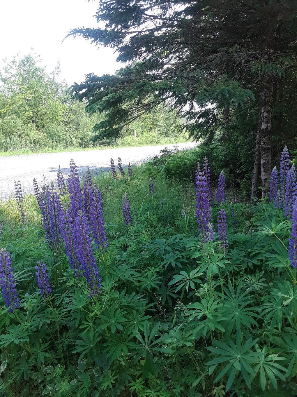 624 Salem Cross Road, Macphees Corner, NS