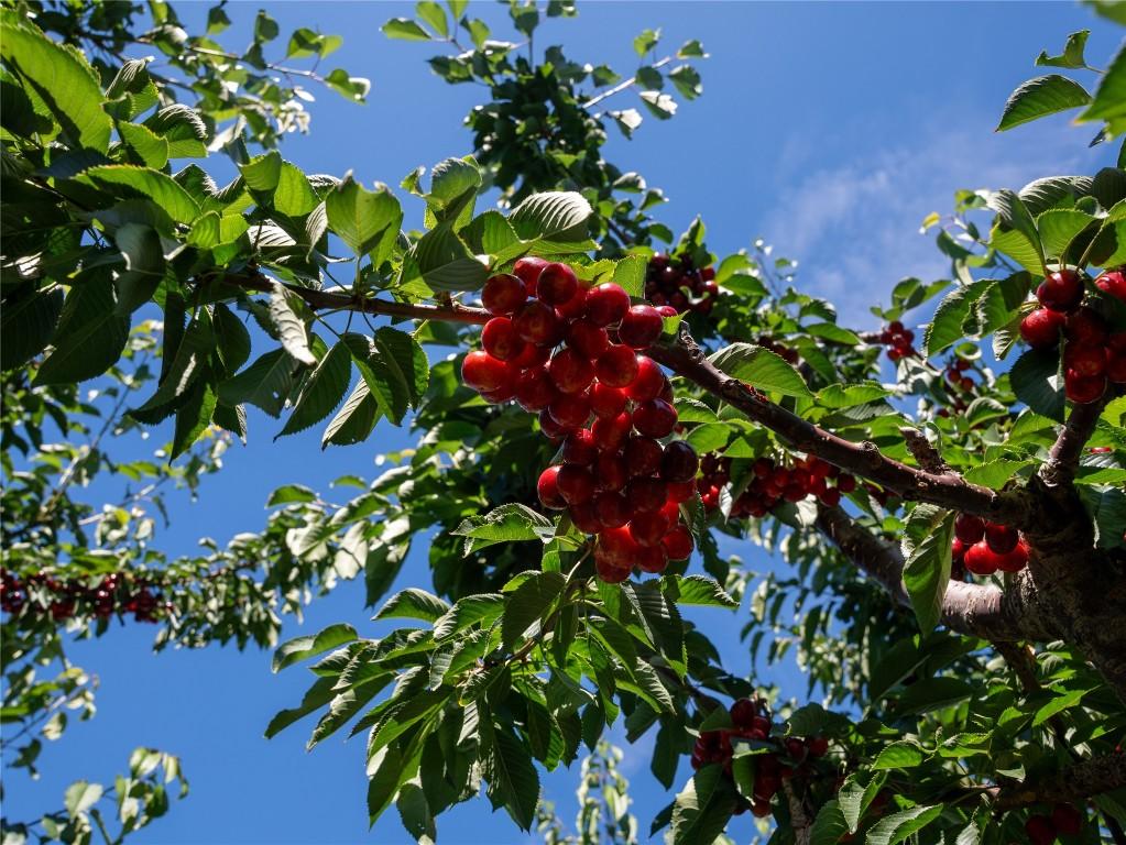 2805 Aikins Loop, Naramata, BC