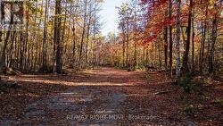 Canopied by mature trees -
