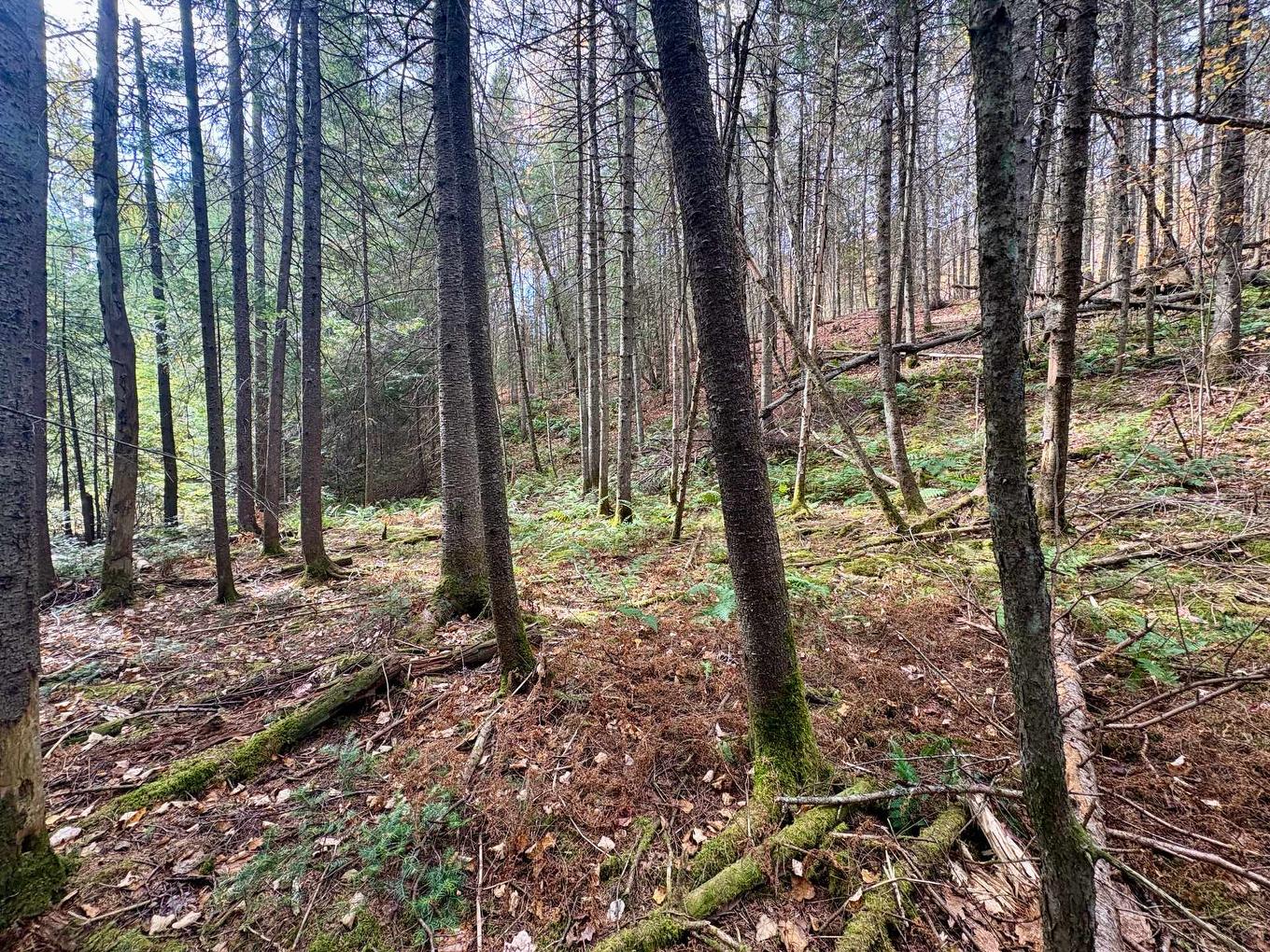 Land/Lot - Ch. De La Sauvagine, Mont-Blanc, QC