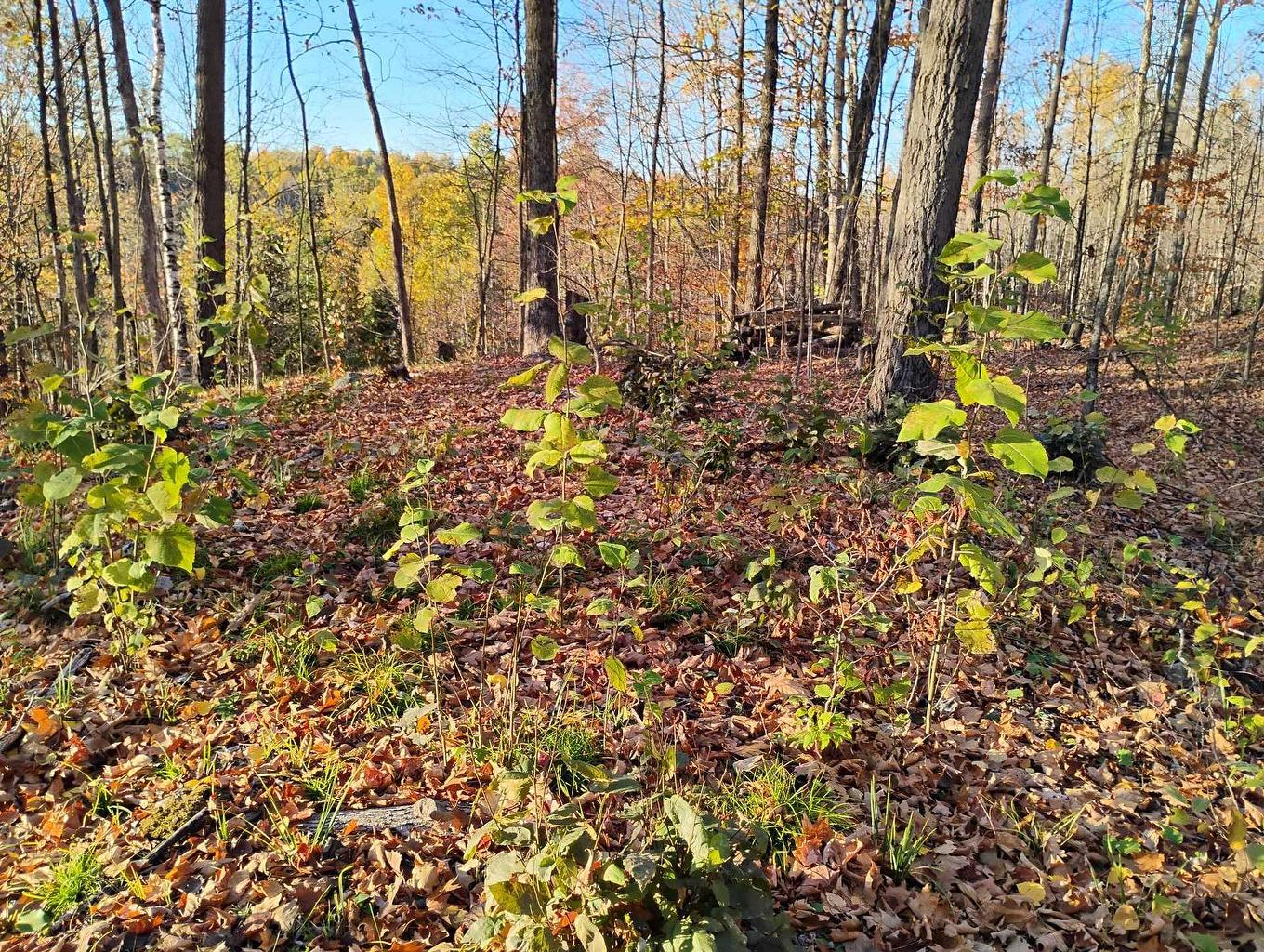 Land/Lot - Ch. De Cawood, Alleyn-Et-Cawood, QC