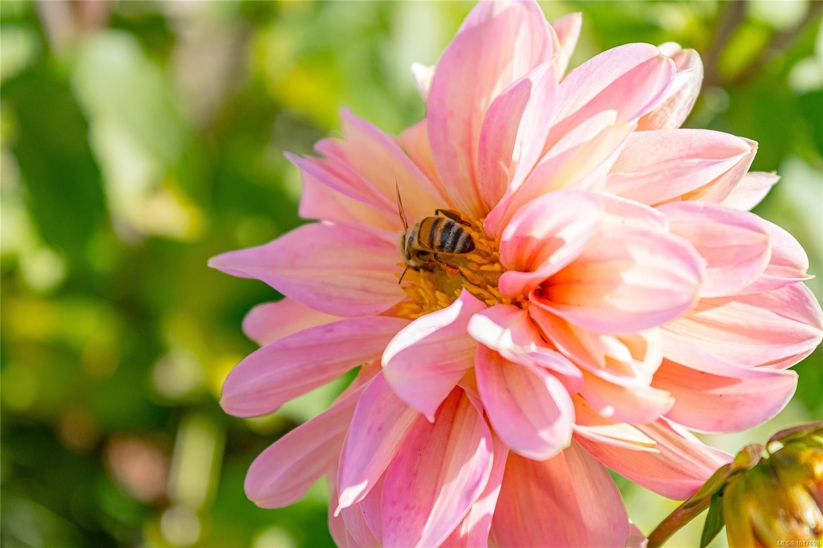 2662 Crozier Rd, Chemainus, BC