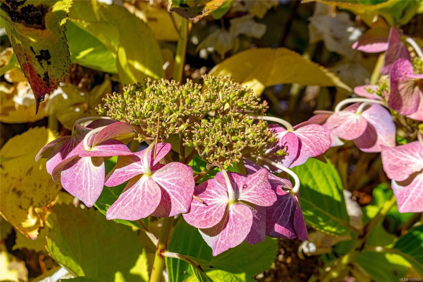 2135 Summergate Blvd, Sidney, BC