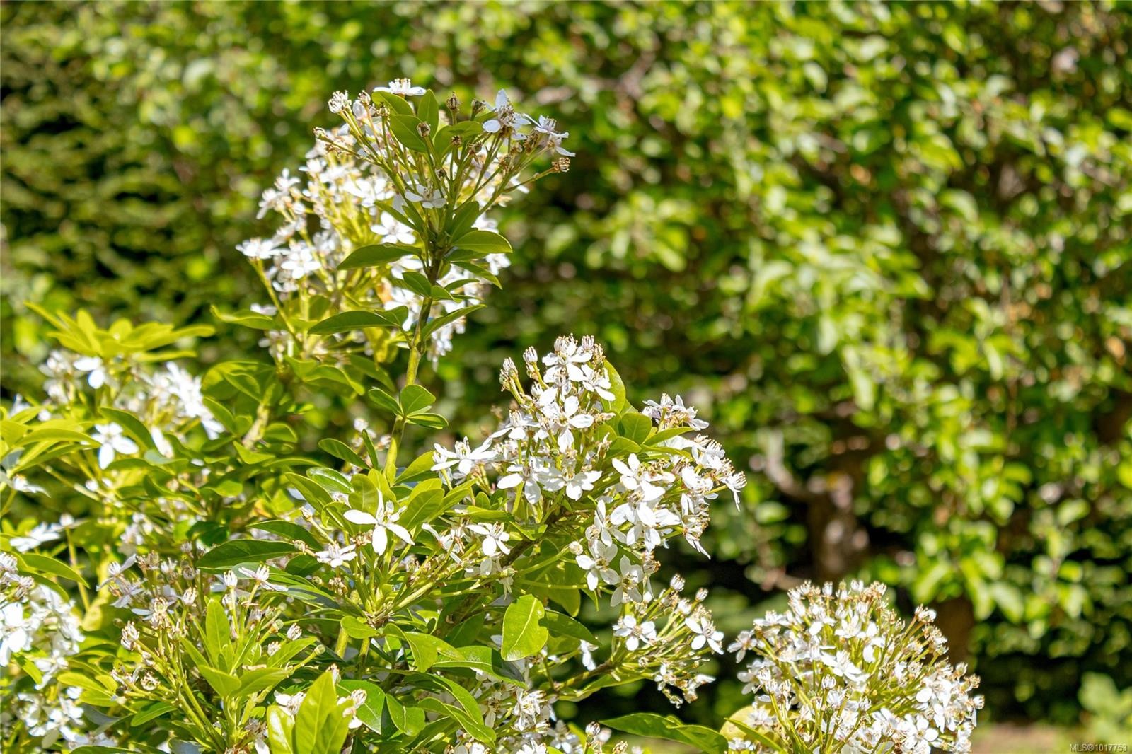 4689 Boulderwood Dr, Saanich, BC