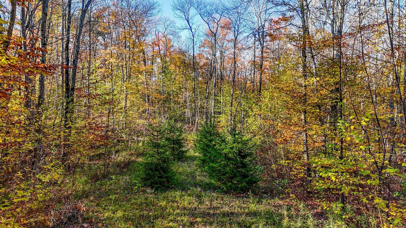 Exterior - 91 Rue Meunier, Eastman, QC - Outdoor