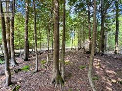 Some cleared areas with tree canopy. -