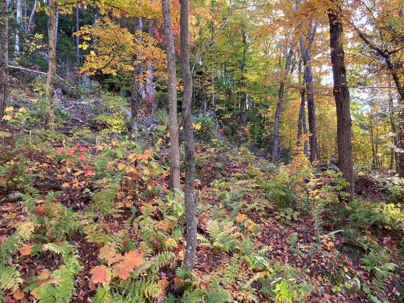 Land/Lot - Ch. De L'Orignal, Sainte-Thècle, QC