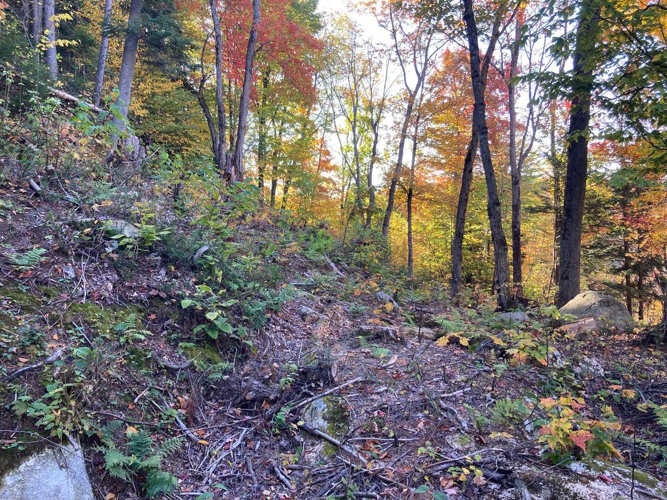Land/Lot - Ch. De L'Orignal, Sainte-Thècle, QC