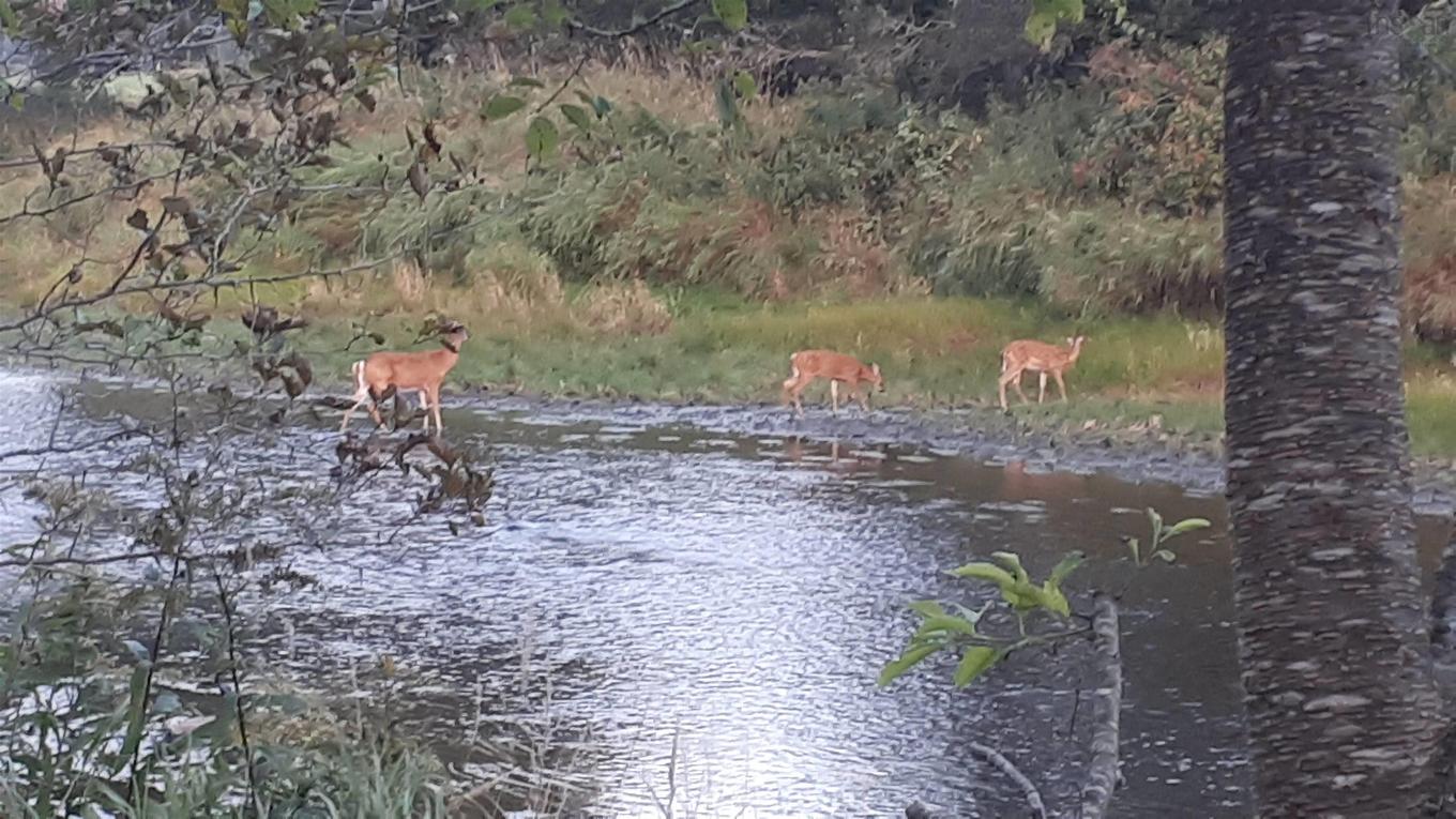 33 Kirk Road, Middle Stewiacke, NS