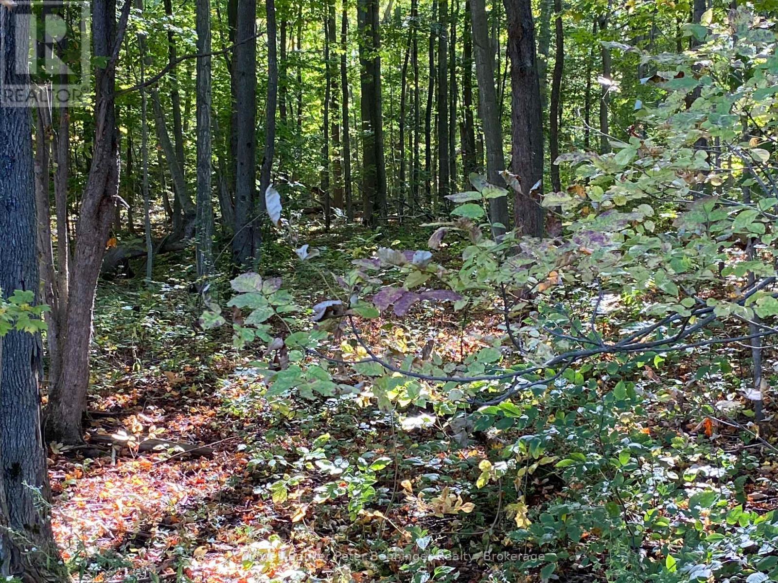 Mixed hardwood bush. - 1315 Concession 8 Concession, Kincardine, ON