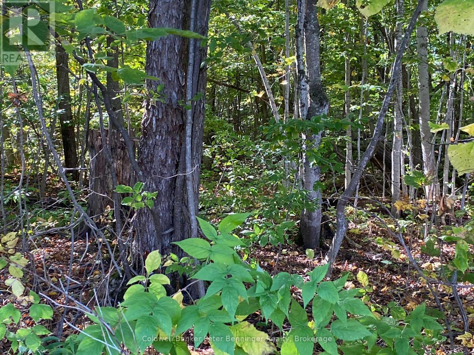 Another view of bush. - 1315 Concession 8 Concession, Kincardine, ON