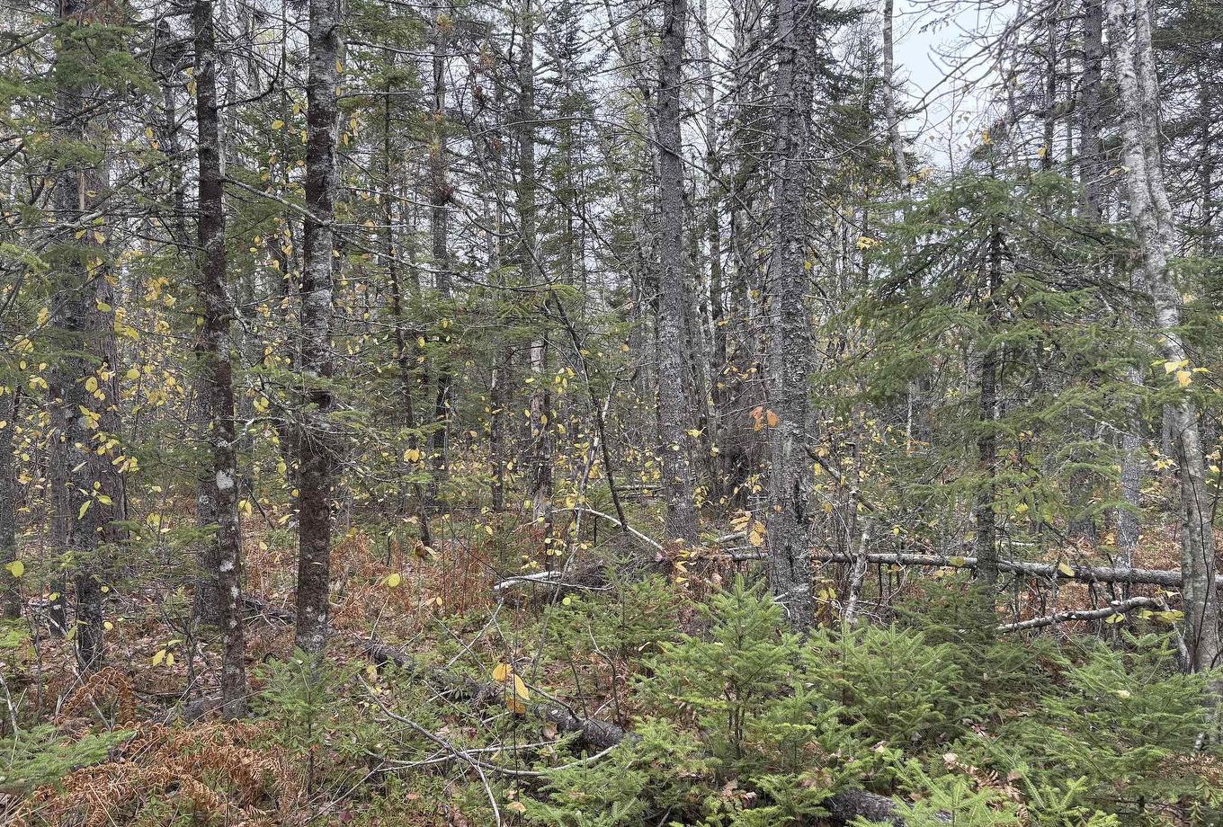 Lot 2 Highway 8, Harmony, NS