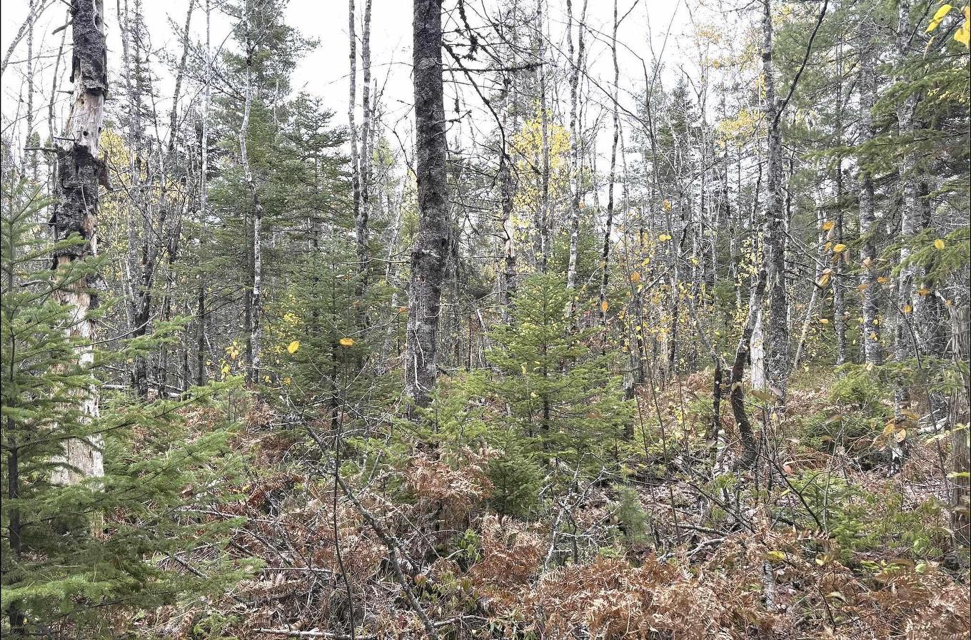 Lot 2 Highway 8, Harmony, NS