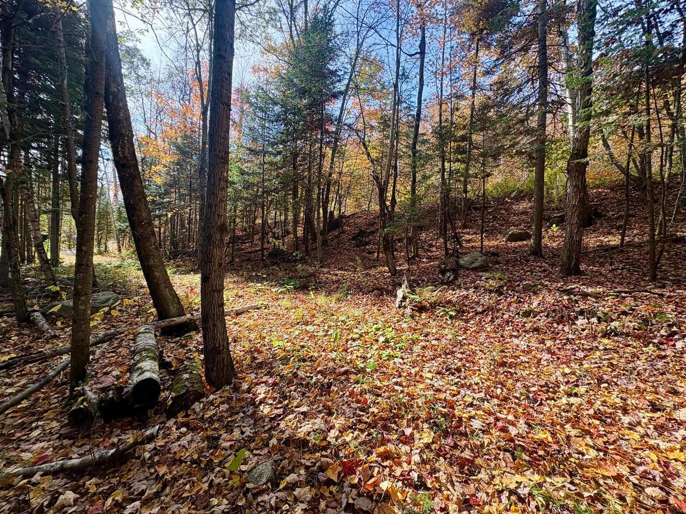 Terre/Terrain - Ch. De La Sauvagine, Mont-Blanc, QC