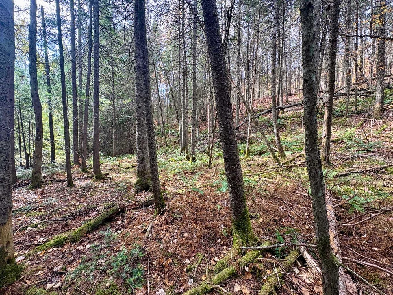 Land/Lot - Ch. De La Sauvagine, Mont-Blanc, QC