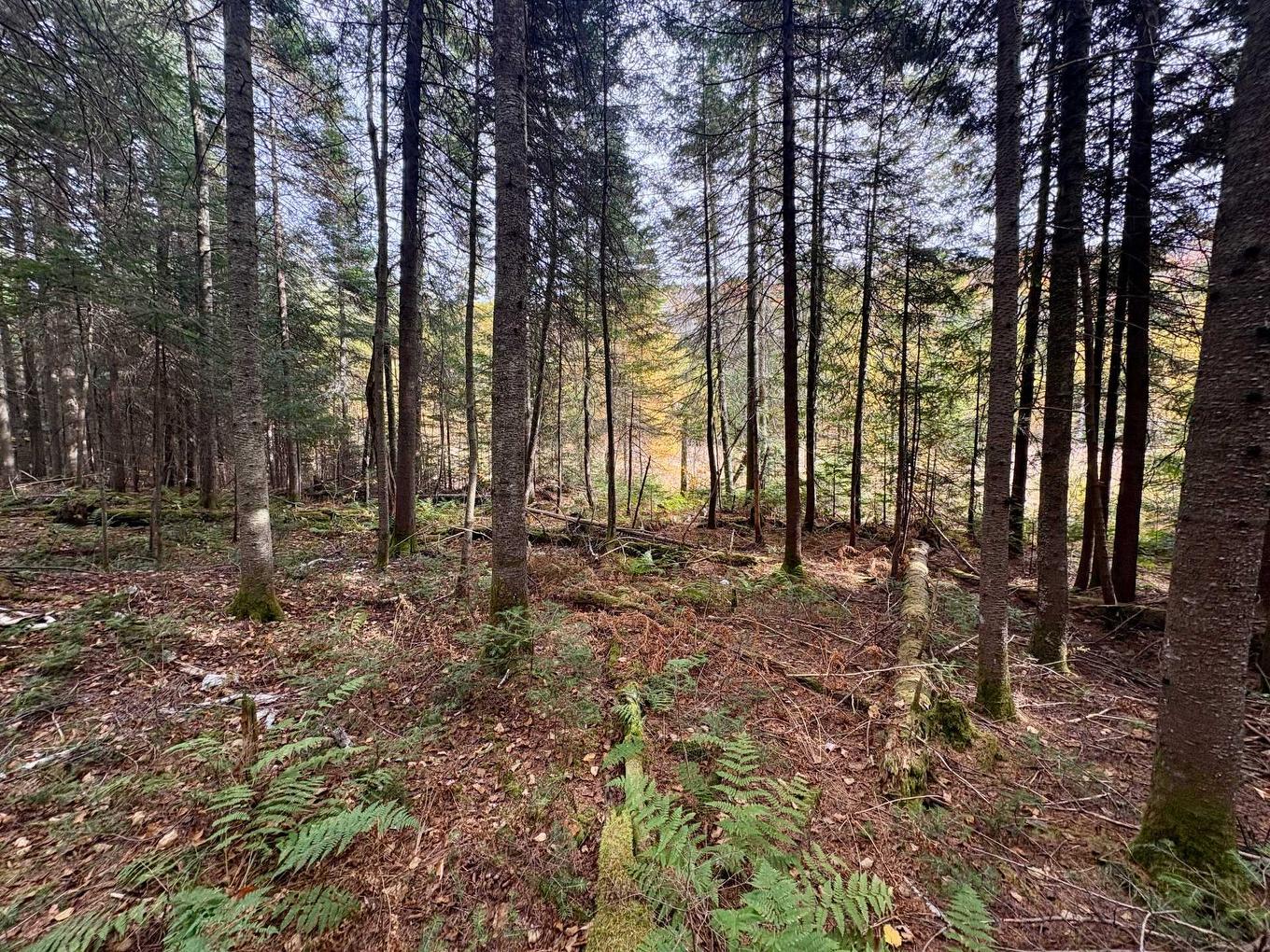 Land/Lot - Ch. De La Sauvagine, Mont-Blanc, QC