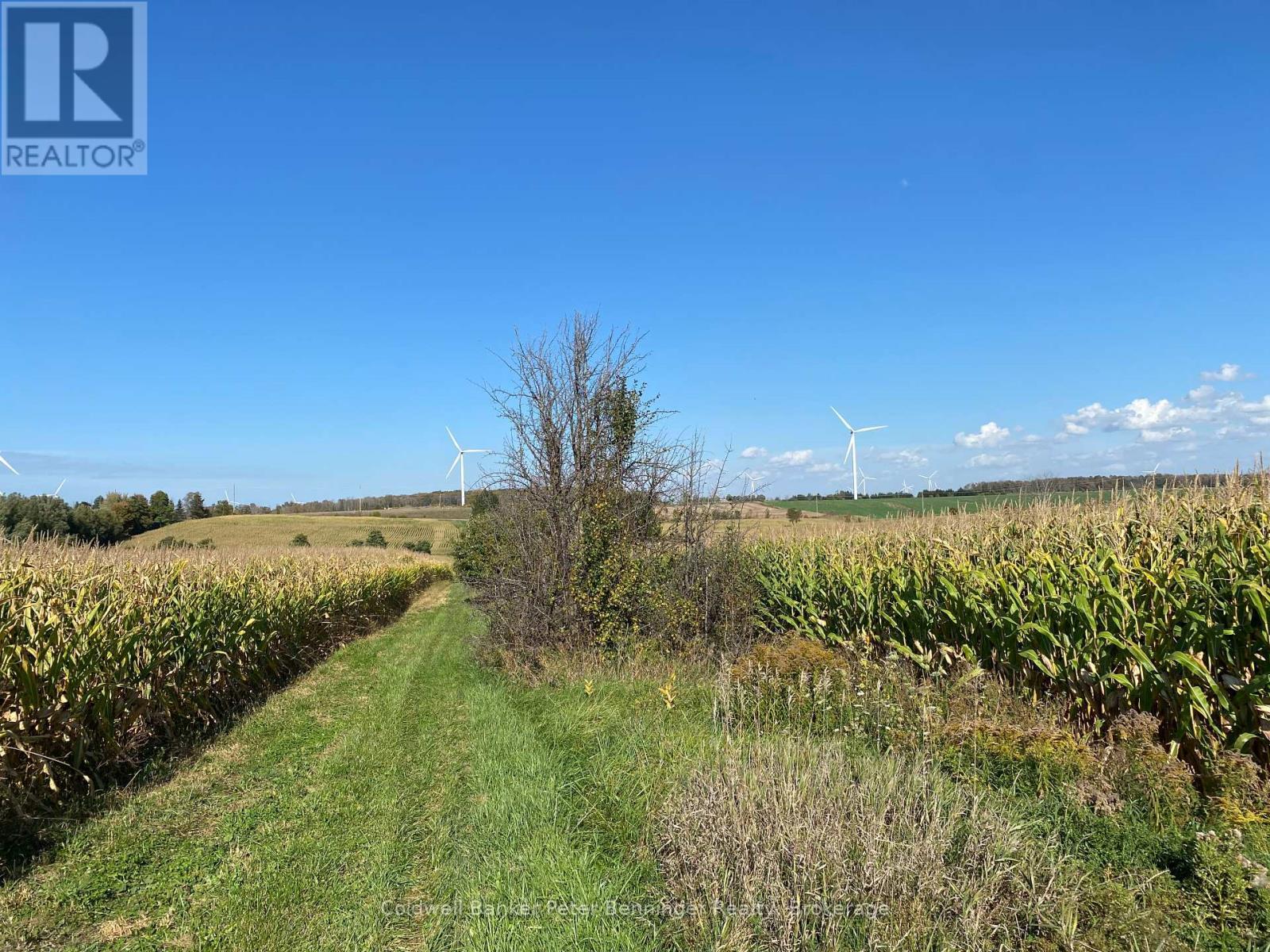 Corn on cropland, looking north along laneway. - 1315 Concession 8 Concession, Kincardine, ON