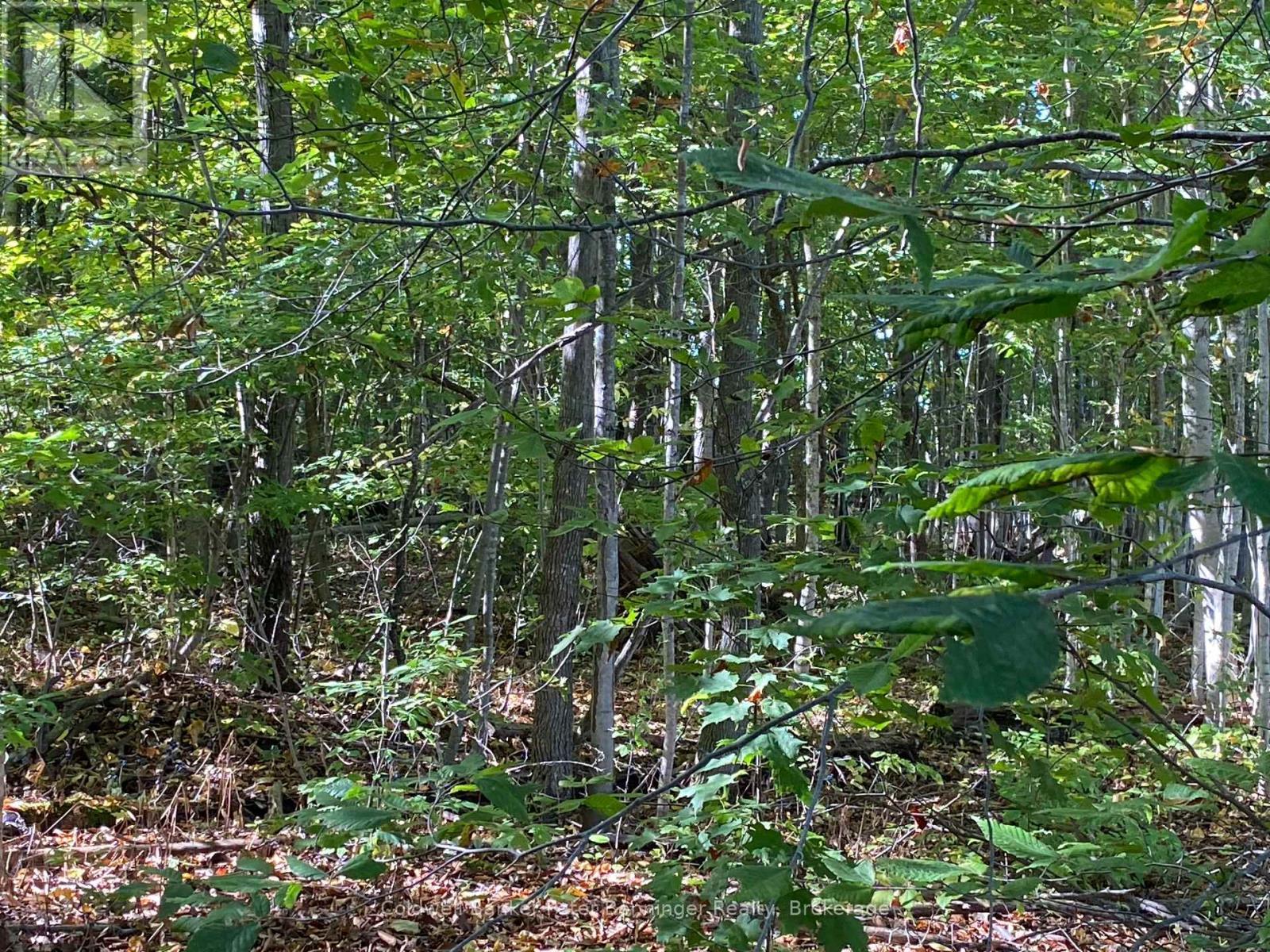 One of 7 photos of bush. (approx., 25 acres) - 1315 Concession 8 Concession, Kincardine, ON