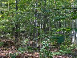 One of 7 photos of bush. (approx., 25 acres) -