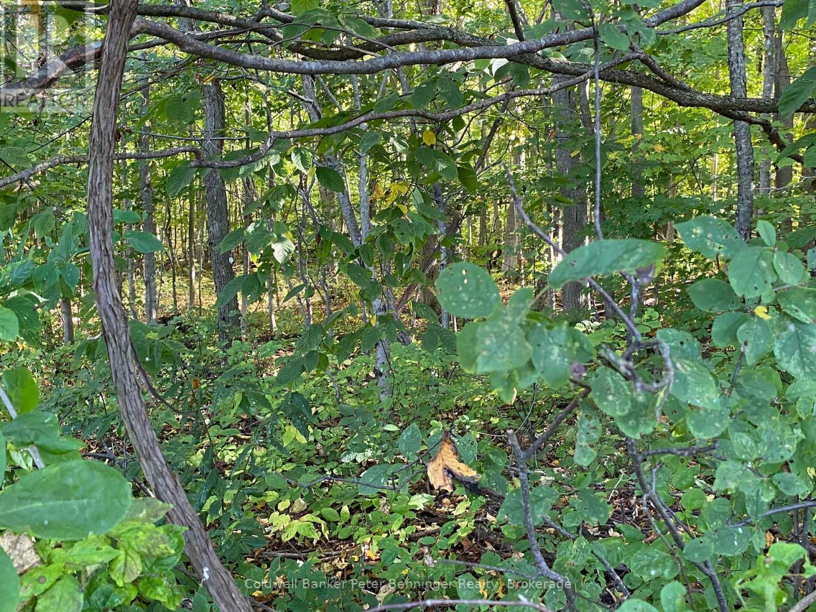 Second of 7 photos of bush. - 1315 Concession 8 Concession, Kincardine, ON