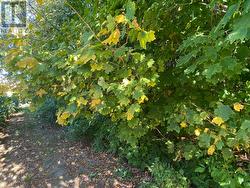 4th of 7 photos of bush. -