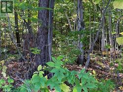 5th of 7 photos of bush. -