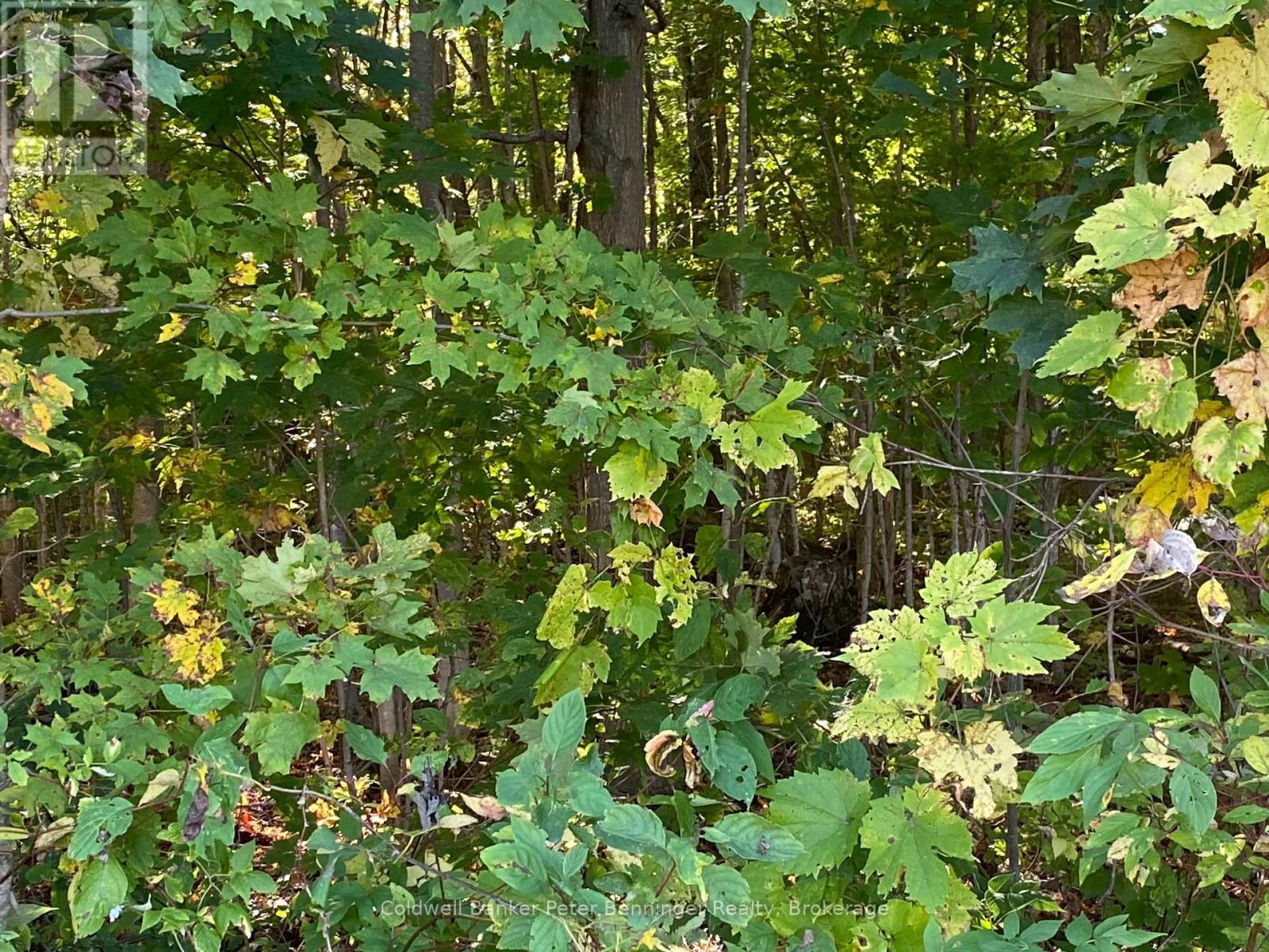 6th of 7 photos of bush. - 1315 Concession 8 Concession, Kincardine, ON