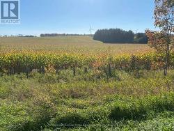East corn fields from Concession 8. -