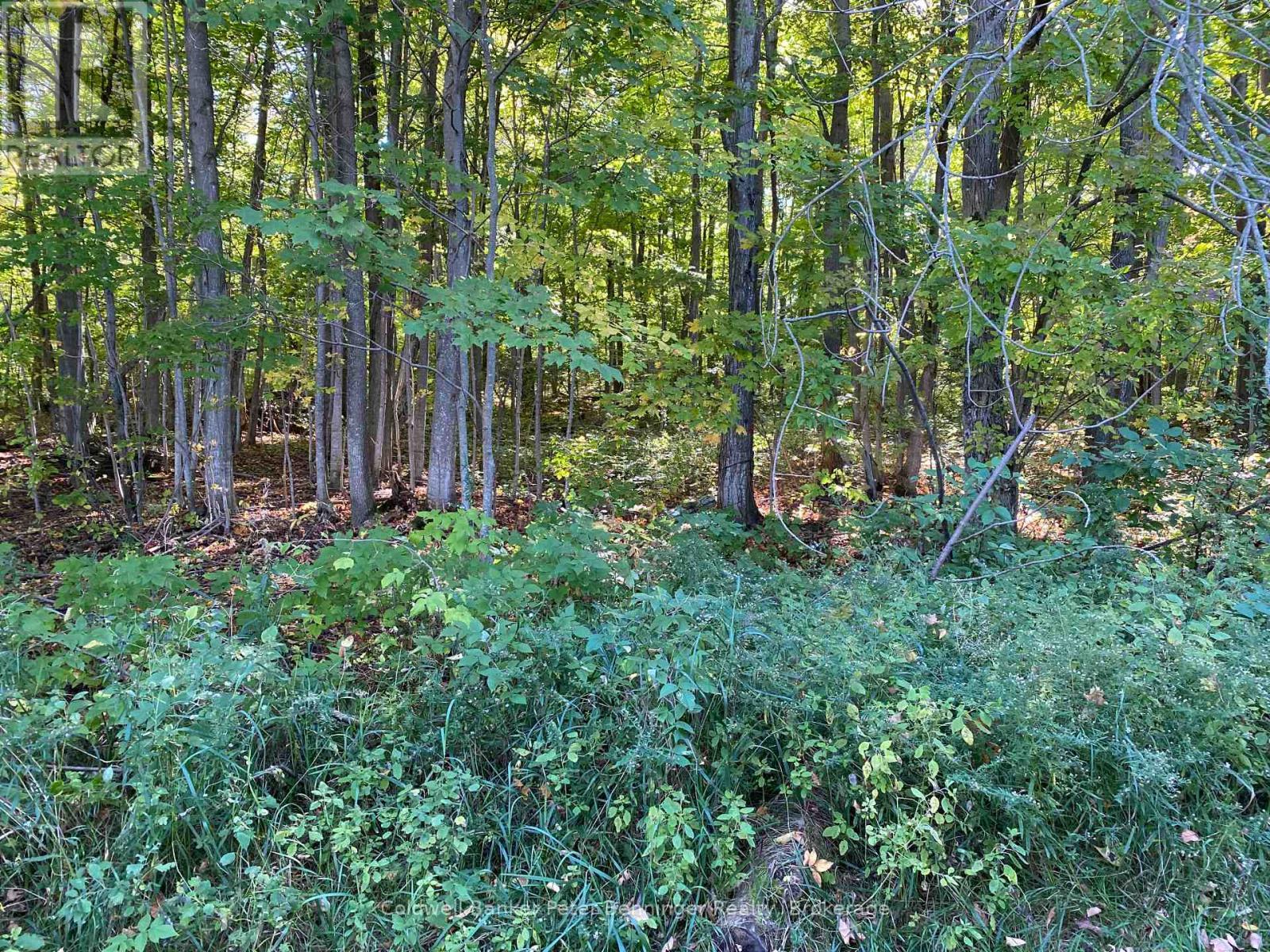 7th of 7 photos of bush. - 1315 Concession 8 Concession, Kincardine, ON