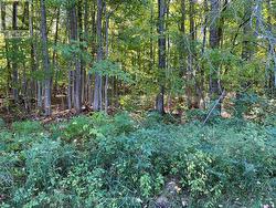 7th of 7 photos of bush. -