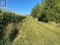View north along lane way beside Pine grove. -