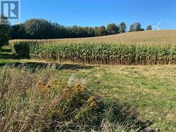 Trees are on proposed severance area (north west). -