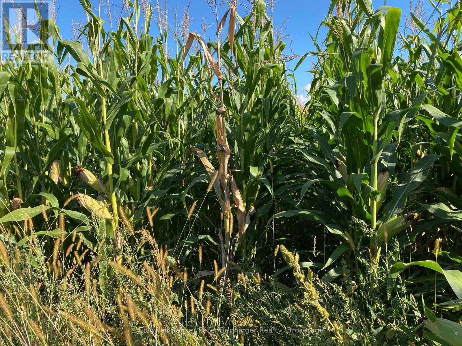 Another view of corn on cropland. - 1315 Concession 8 Concession, Kincardine, ON