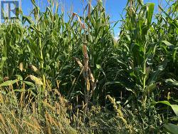 Another view of corn on cropland. -