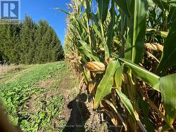 Trimmed grassway between corn and pine grove. -