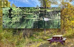 Pond area. Inset: June 2025 Mallard in pond. -