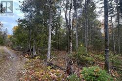 PT LT 16 Con 4 Green Bush Road Little Current, ON P0P 1K0