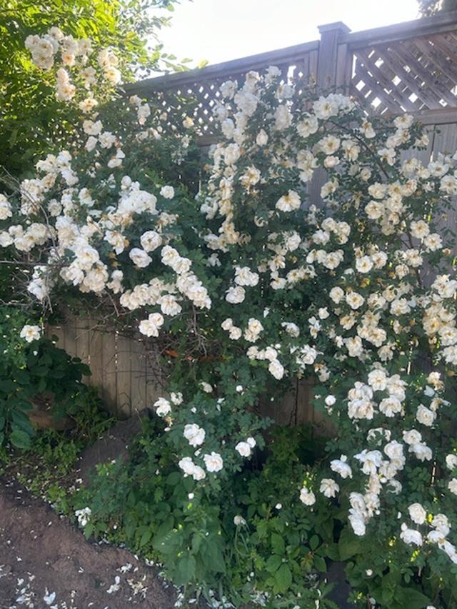 373 Arundel Street, Thunder Bay, ON - Outdoor